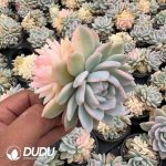 Echeveria Monroe Clustering