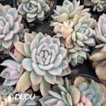 Echeveria Monroe Clustering - Image 2