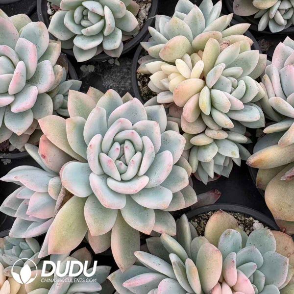 Echeveria Monroe Clustering - Image 2