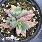 Faucaria Tigrina - Image 2