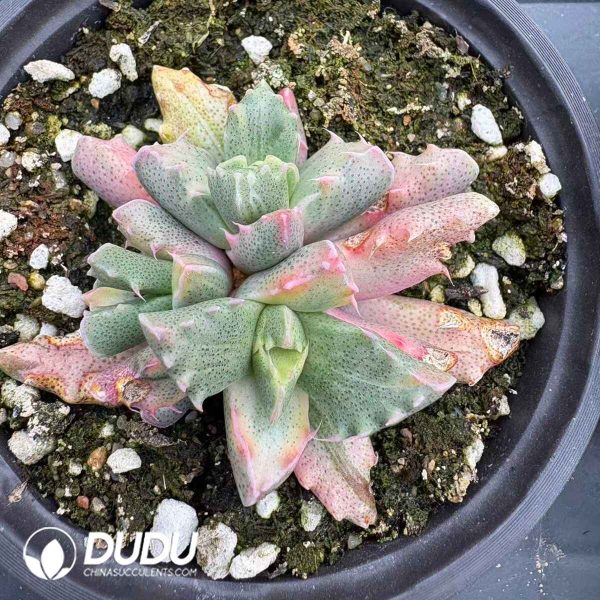 Faucaria Tigrina - Image 2