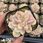 Echeveria Deren Oliver