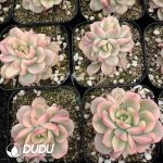 Echeveria Deren Oliver - Image 2