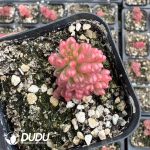Sedum rubrotinctum 'Redberry' Variegated