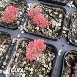 Sedum rubrotinctum 'Redberry' Variegated - Image 2