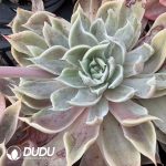 Echeveria simulans 'Laguna Sanchez'