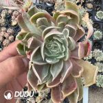 Echeveria simulans 'Laguna Sanchez' - Image 2