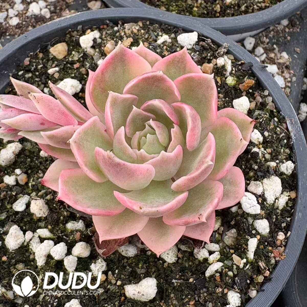 08188D90201.jpg Echeveria Desert Rose - Image 1