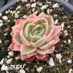Echeveria Desert Rose - Image 2