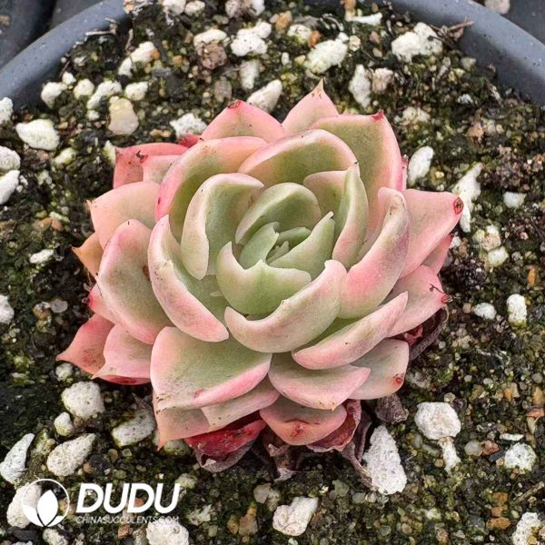 Echeveria Desert Rose - Image 2