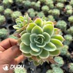 Echeveria Lemon Rose