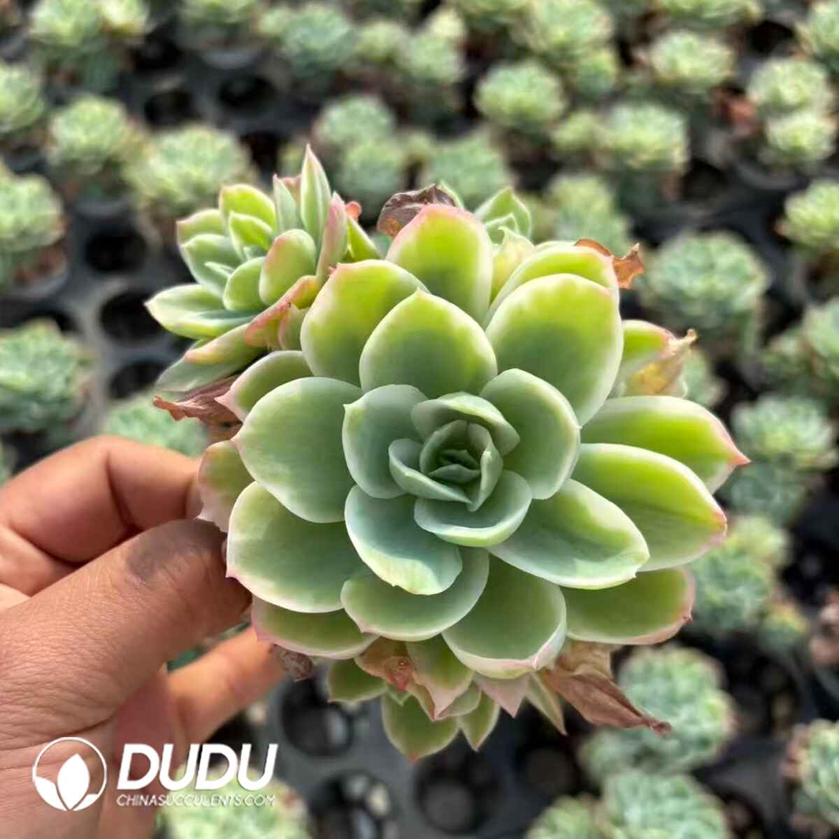 08189D90201.jpg Echeveria Lemon Rose - Image 1