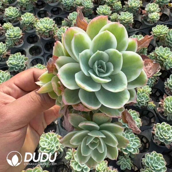 Echeveria Lemon Rose - Image 2