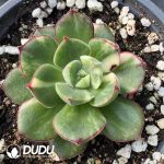 Echeveria Joan Daniel