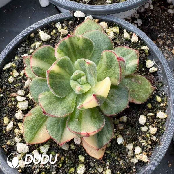 Echeveria Joan Daniel - Image 2