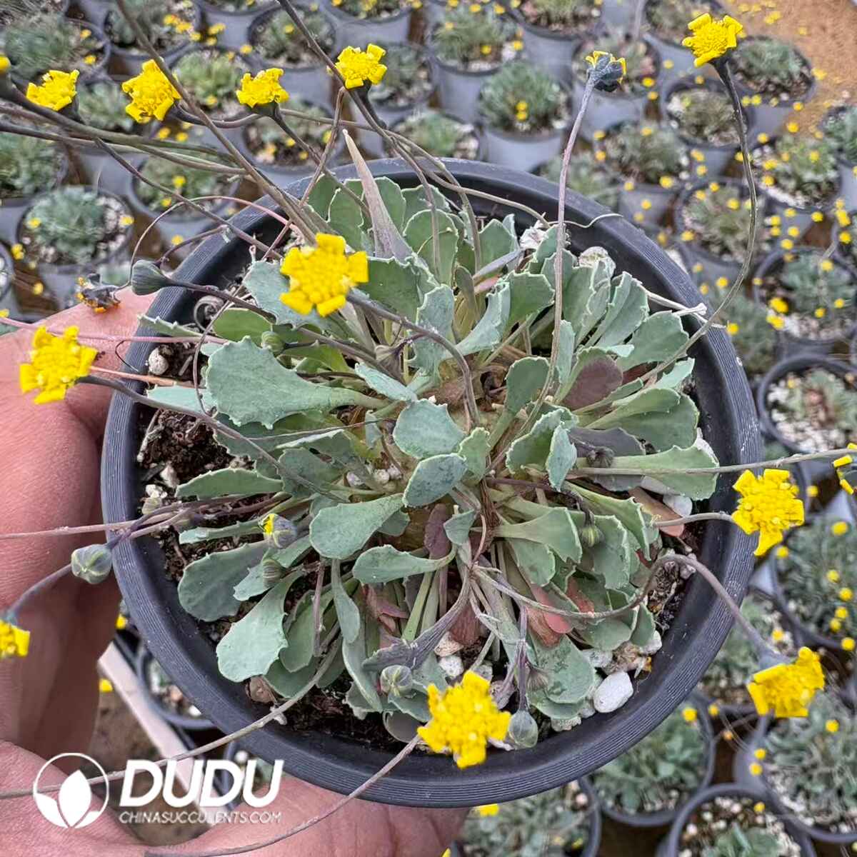 08193D90201.jpg Othonna Cacalioides - Image 1