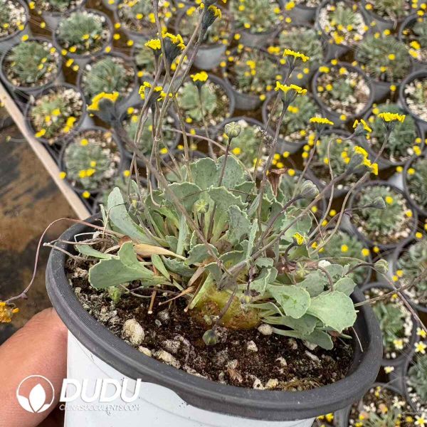 Othonna Cacalioides - Image 2