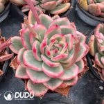 Graptoveria Juby