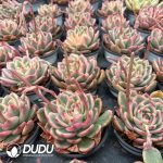 Graptoveria Juby - Image 2