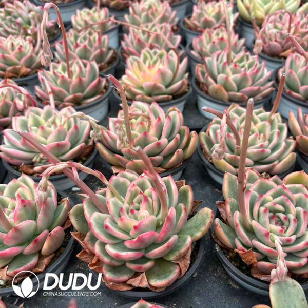 Graptoveria Juby - Image 2