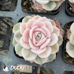 Echeveria Blue Surprise Variegated