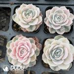 Echeveria Blue Surprise Variegated - Image 2