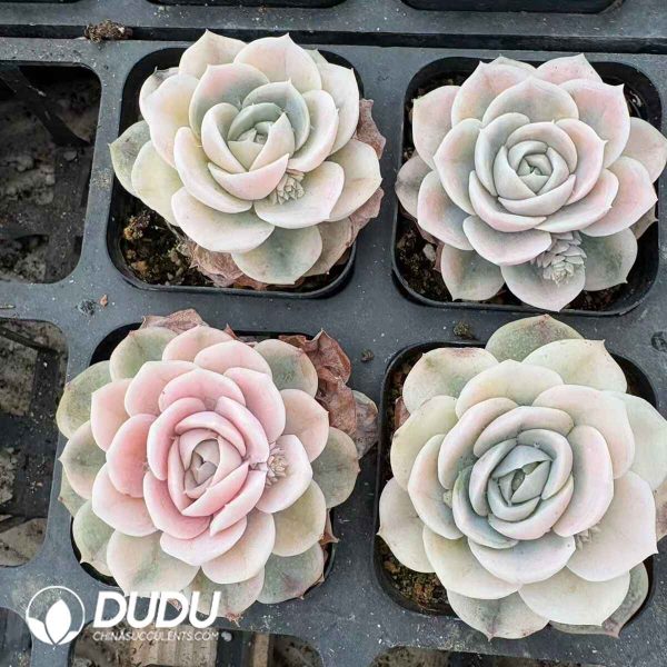 Echeveria Blue Surprise Variegated - Image 2