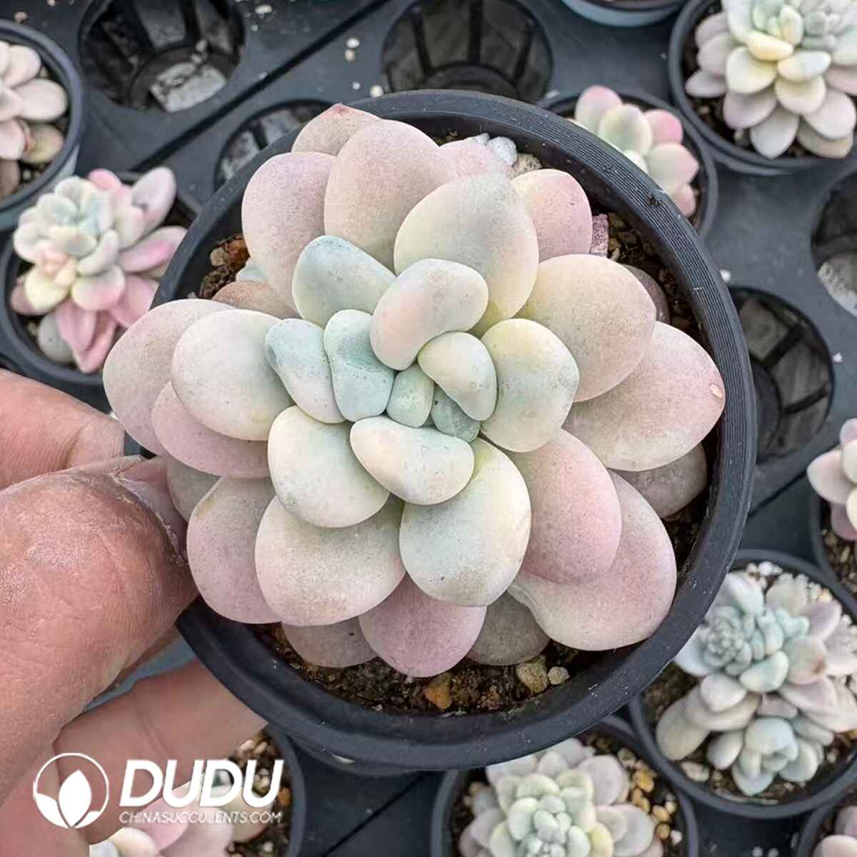 08197D90201.jpg Graptosedum Miul Variegated - Image 1