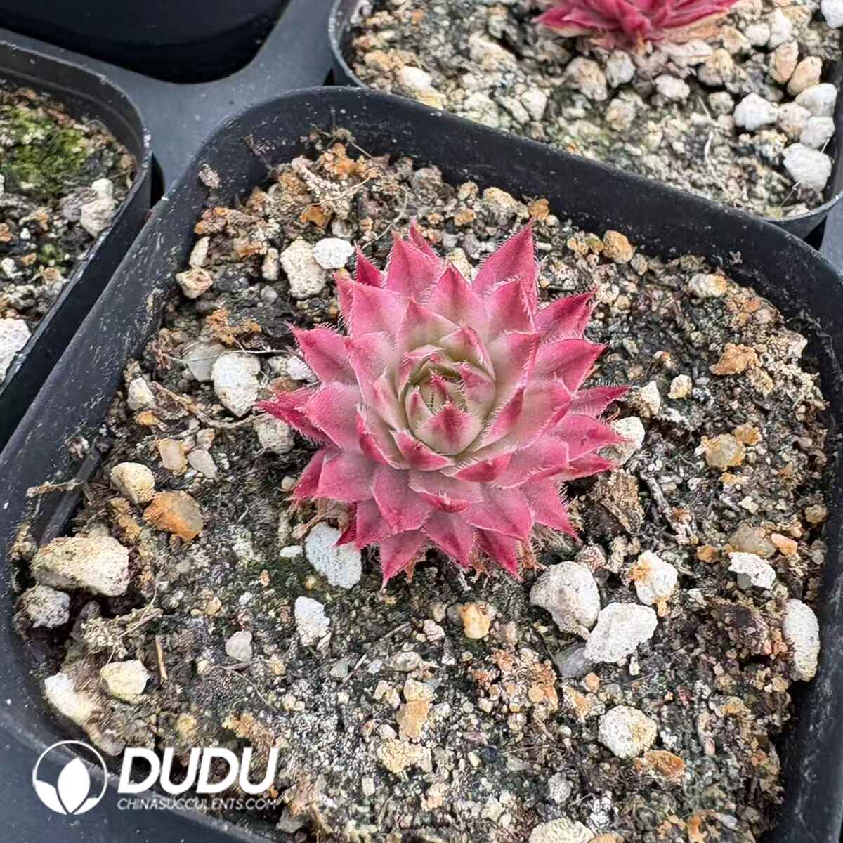 08198D60201.jpg Sempervivum Variegated - Image 1