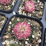 Sempervivum Variegated - Image 2