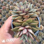 Echeveria Unicorn Double Head