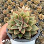Echeveria Unicorn Double Head - Image 2