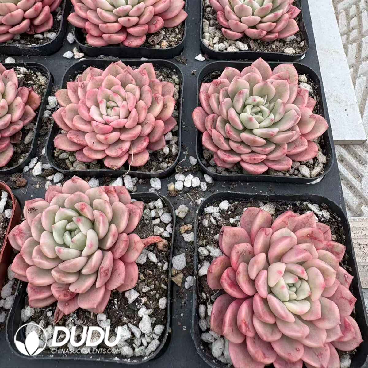 08202D60201.jpg Echeveria Ruby - Image 1