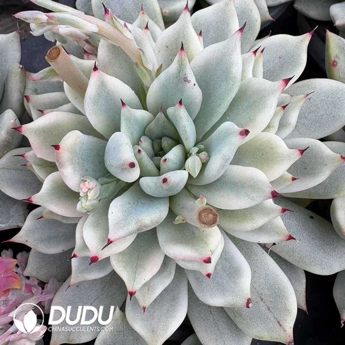 08204D90201.jpg Echeveria YU Yao Nu - Image 1