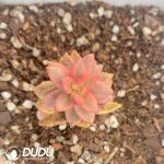 Echeveria Black Beauty