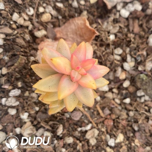 Echeveria Black Beauty - Image 2