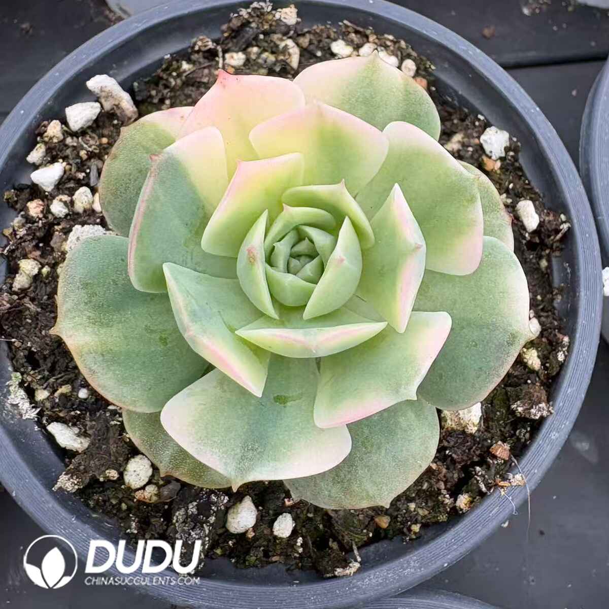 08208D90201.jpg Echeveria Glori Variegated - Image 1