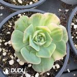 Echeveria Glori Variegated - Image 2