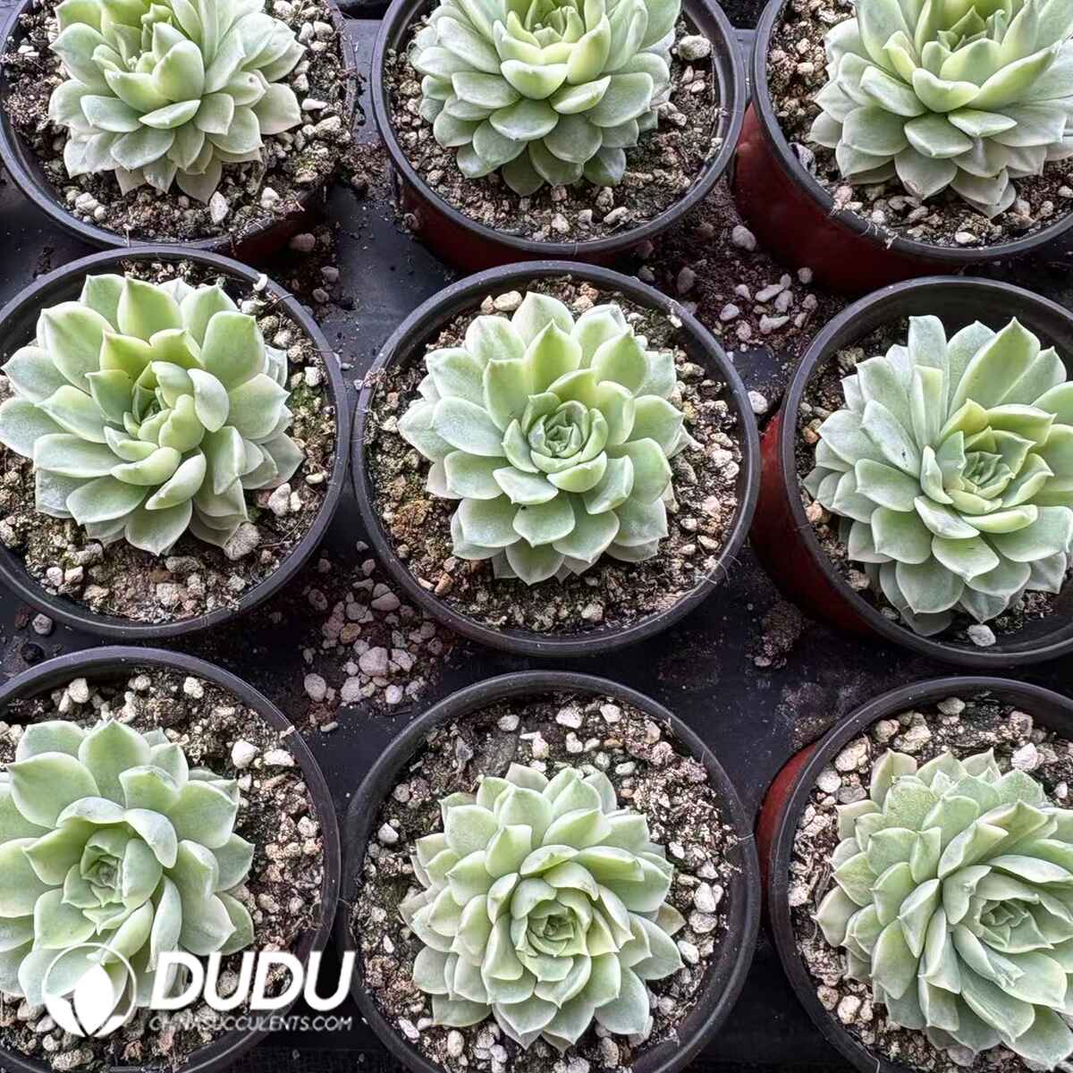 08212D90201.jpg Echeveria Mohawk - Image 1