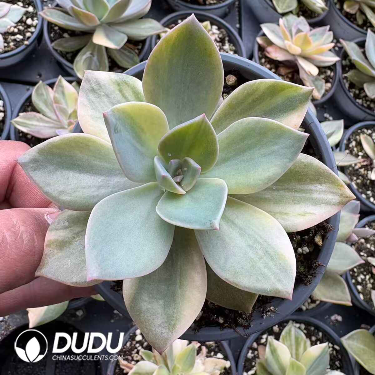 08213D90201.jpg Echeveria cv. Huthspinke variegated - Image 1