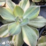 Echeveria cv. Huthspinke variegated - Image 2