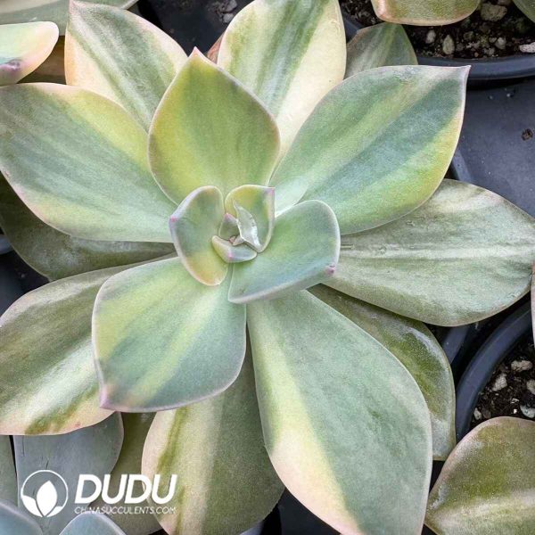 Echeveria cv. Huthspinke variegated - Image 2