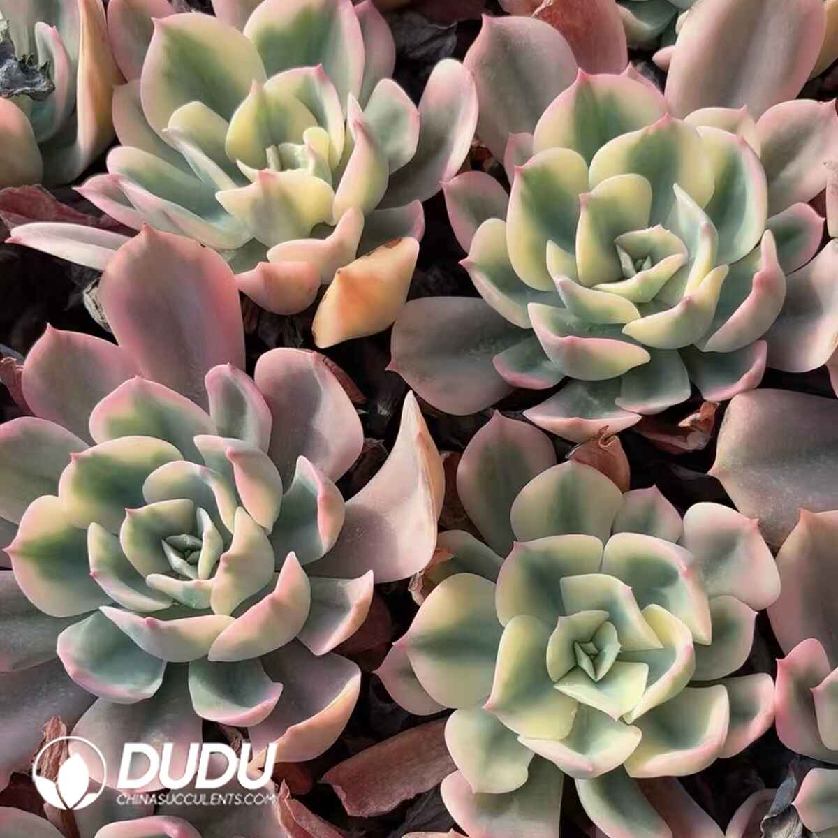 08214D90201.jpg Echeveria Imbricata variegeted - Image 1