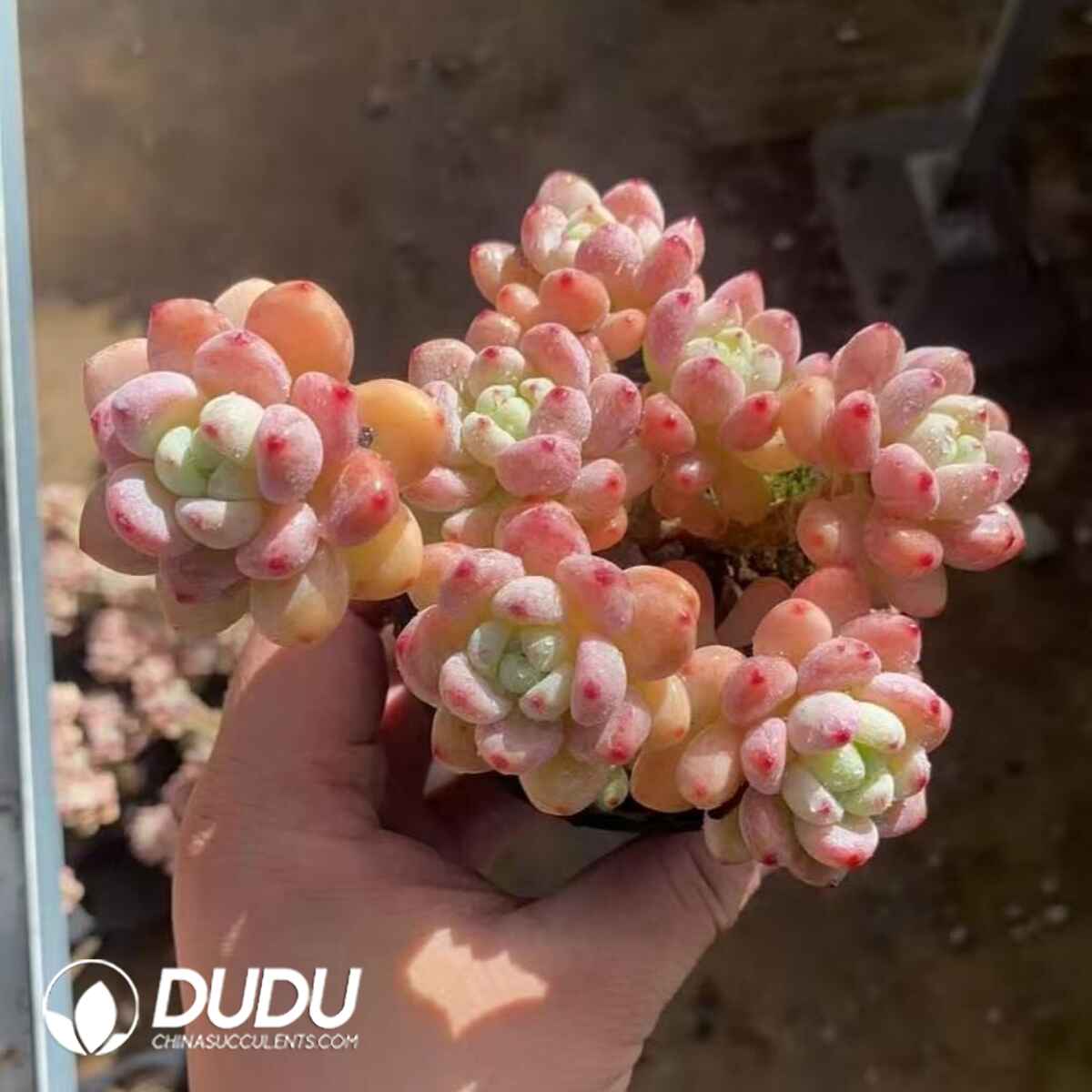 08215D90201.jpg Sedum Clavatum Clustering - Image 1