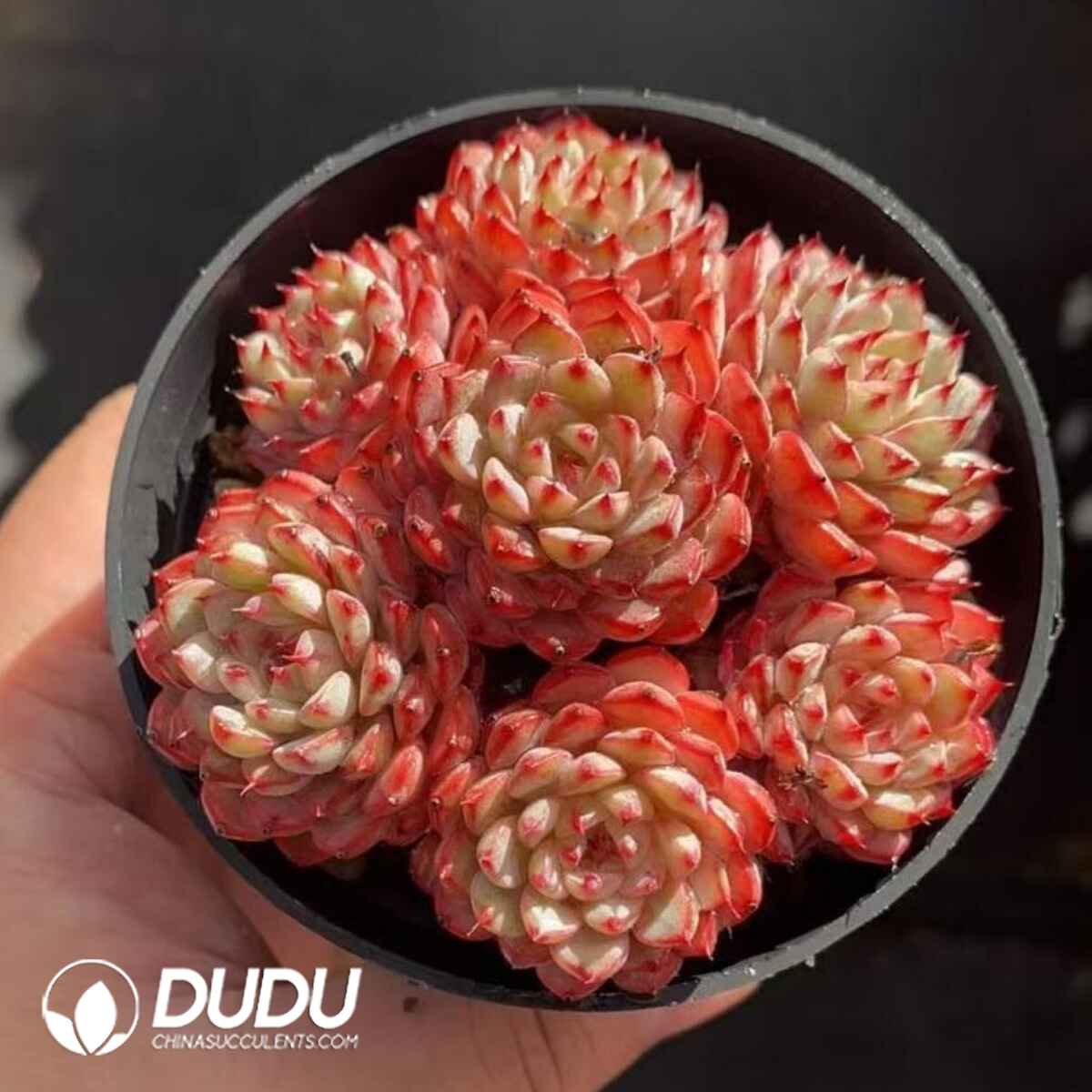 08216D90201.jpg Echeveria Minima Hybrid Roid 6-7 Heads Clustering - Image 1