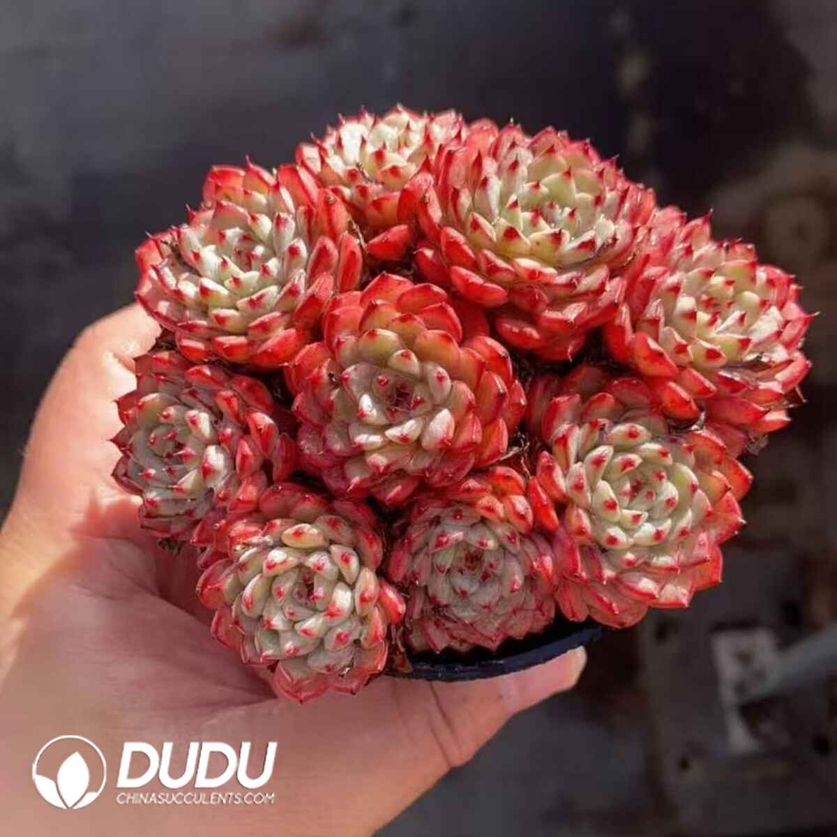 08217D90201.jpg Echeveria Minima Hybrid Roid 8-9 Heads Clustering - Image 1