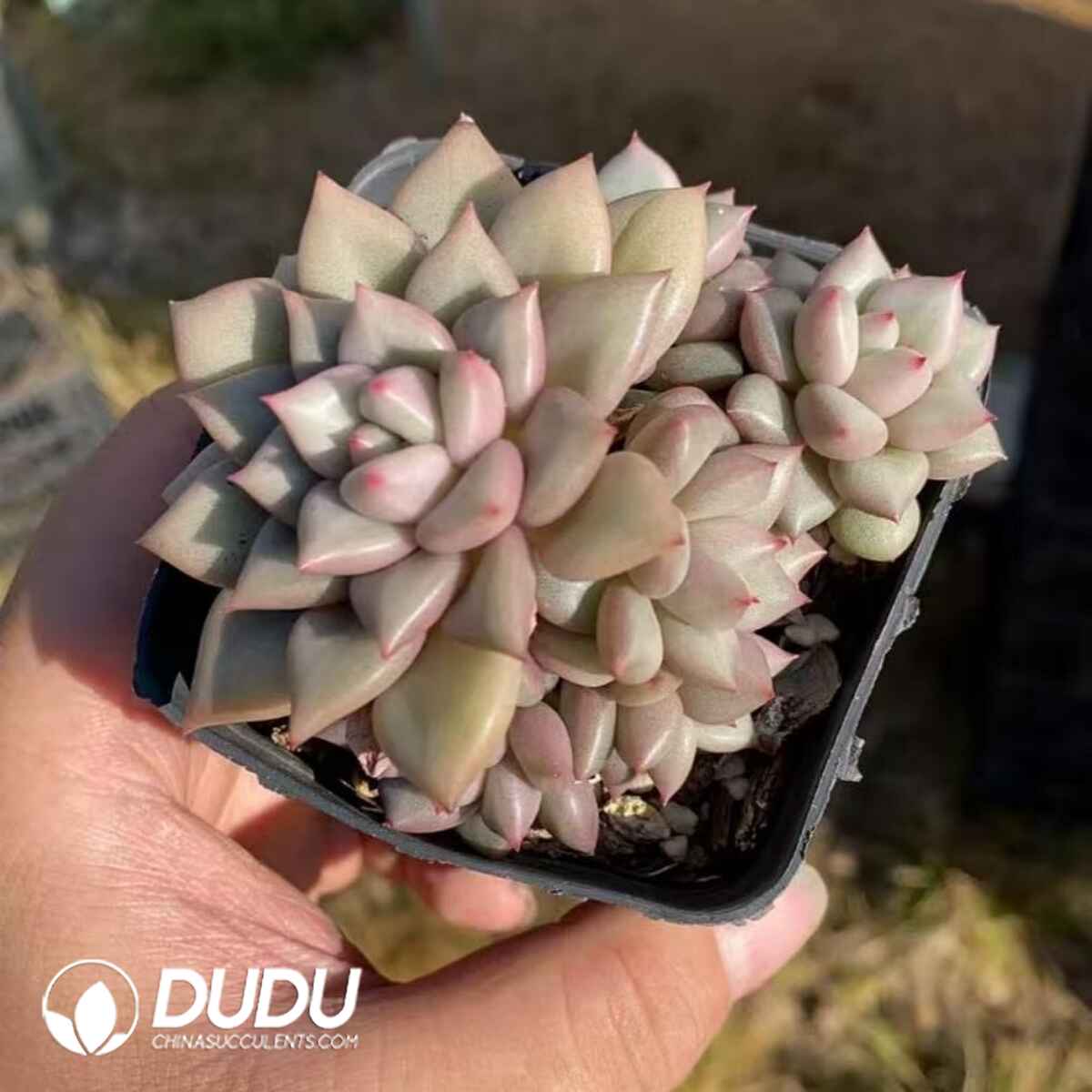 08218D70201.jpg Echeveria Ivory Clustering - Image 1