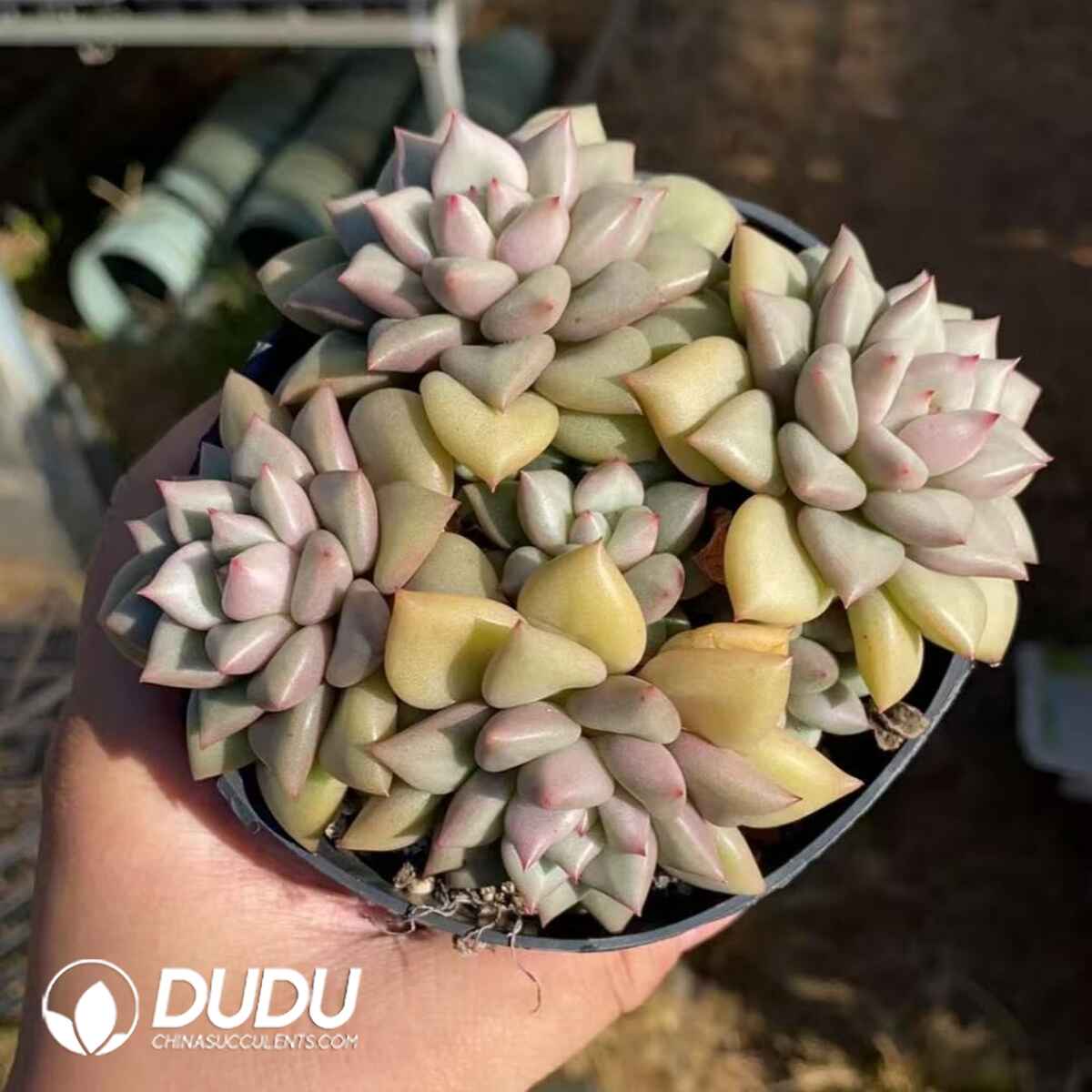 08219D110201.jpg Echeveria Ivory Clustering - Image 1