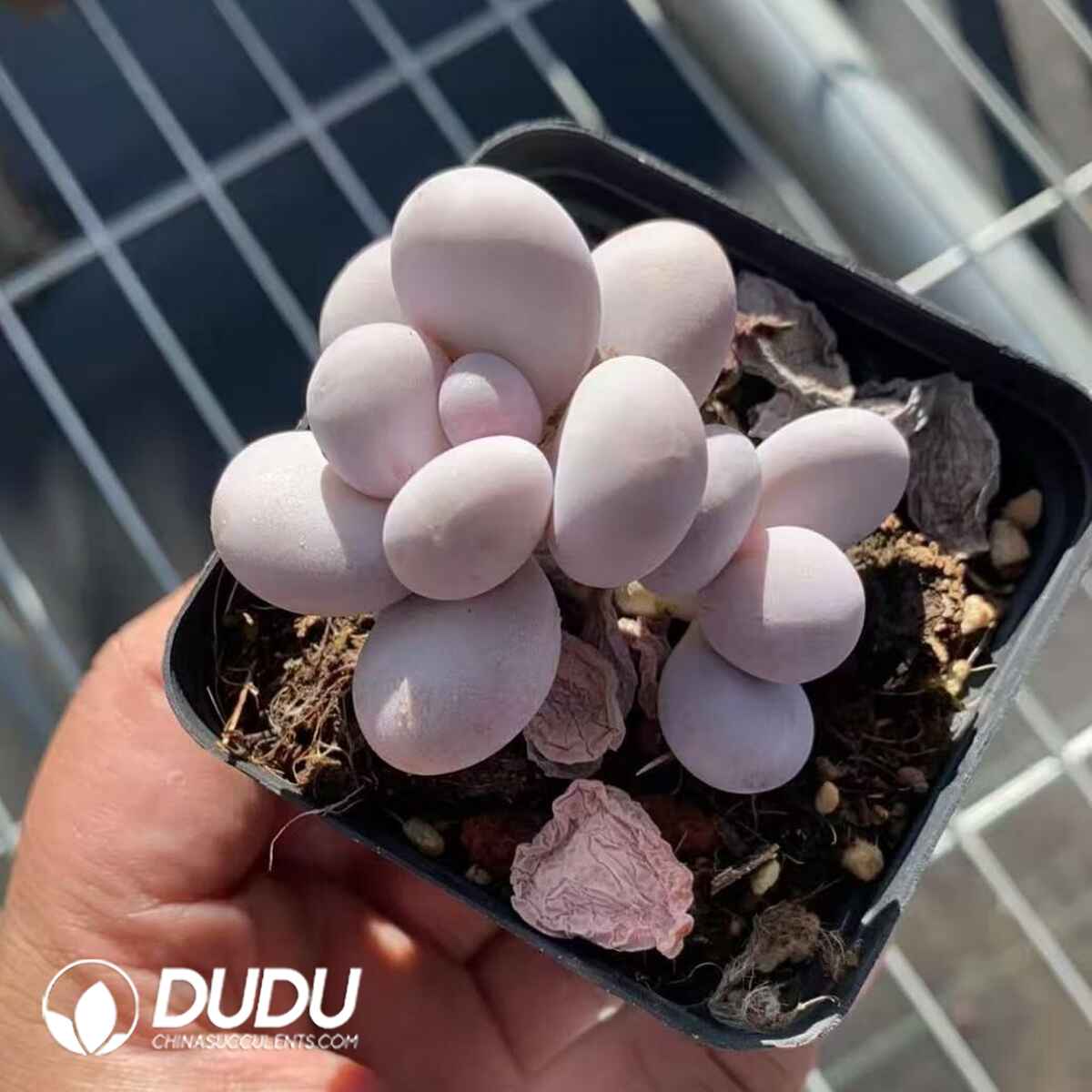 08223D70201.jpg Pachyphytum oviferum Cheese - Image 1