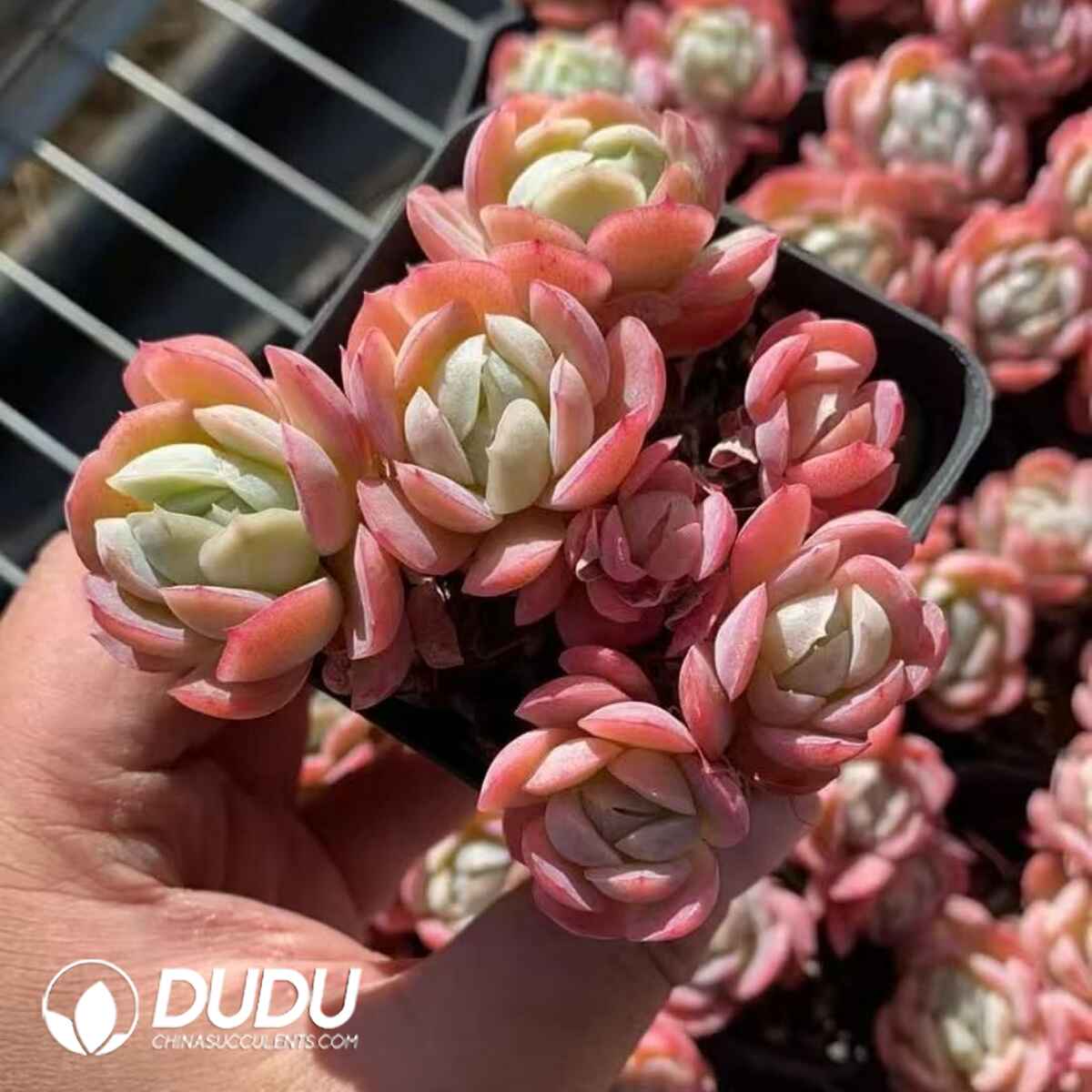 08225D70201.jpg Echeveria Rouge Berry Clustering - Image 1